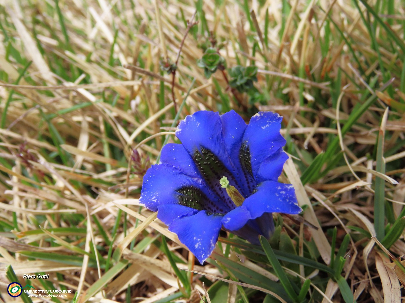 69 Gentiana clusii (Genziana di Clusius).JPG